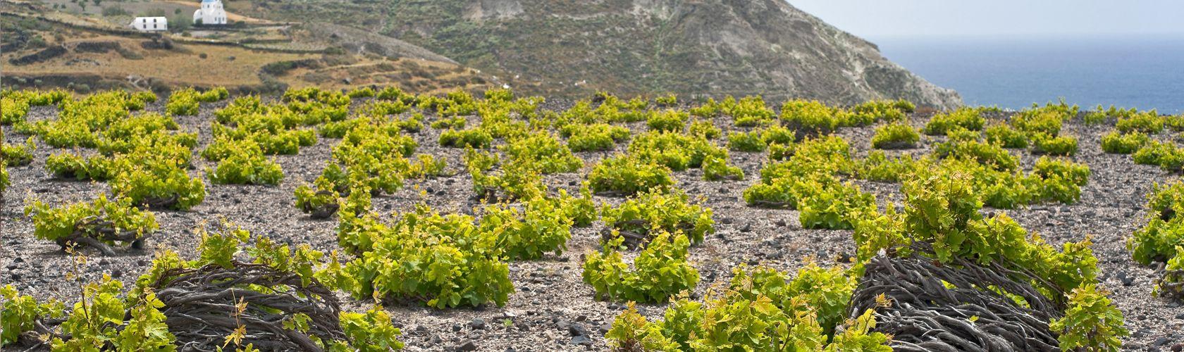 Vinhos para sair do lugar comum