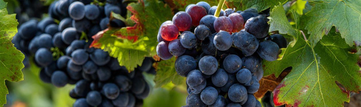 Uva Carménère