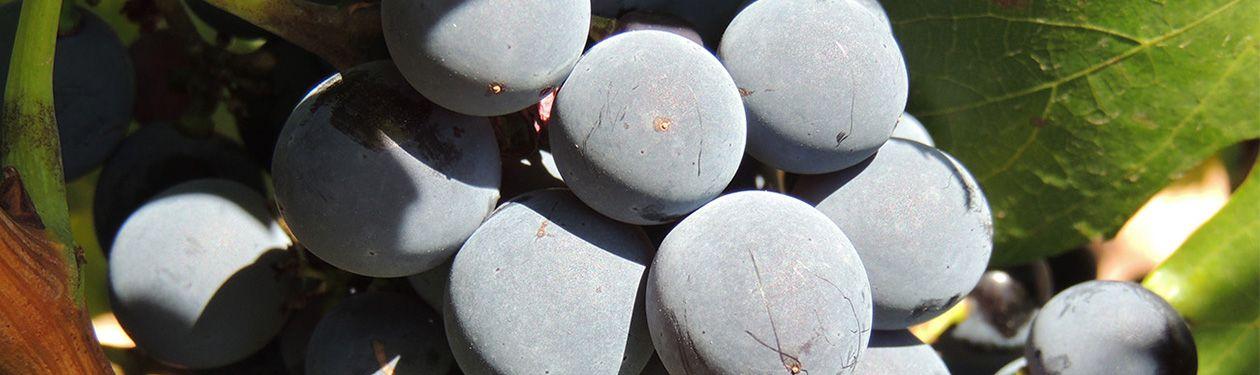 Uva Garnacha