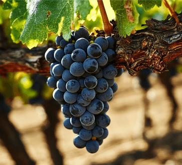 Uva Primitivo
