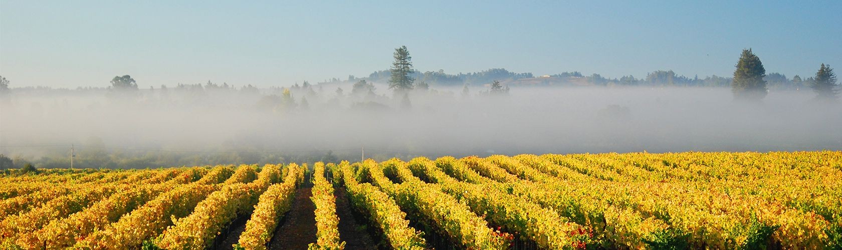 Ridge Monte Bello 2015: o melhor vinho dos Estados Unidos