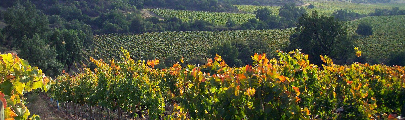 La Romanée Grand Cru de Liger-Belair recebe 100 pontos de Parker