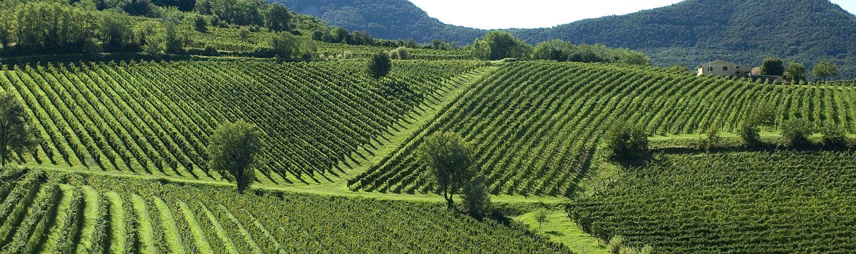 Barbaresco 2015 de Gaja é um dos hot wines da Wine Spectator