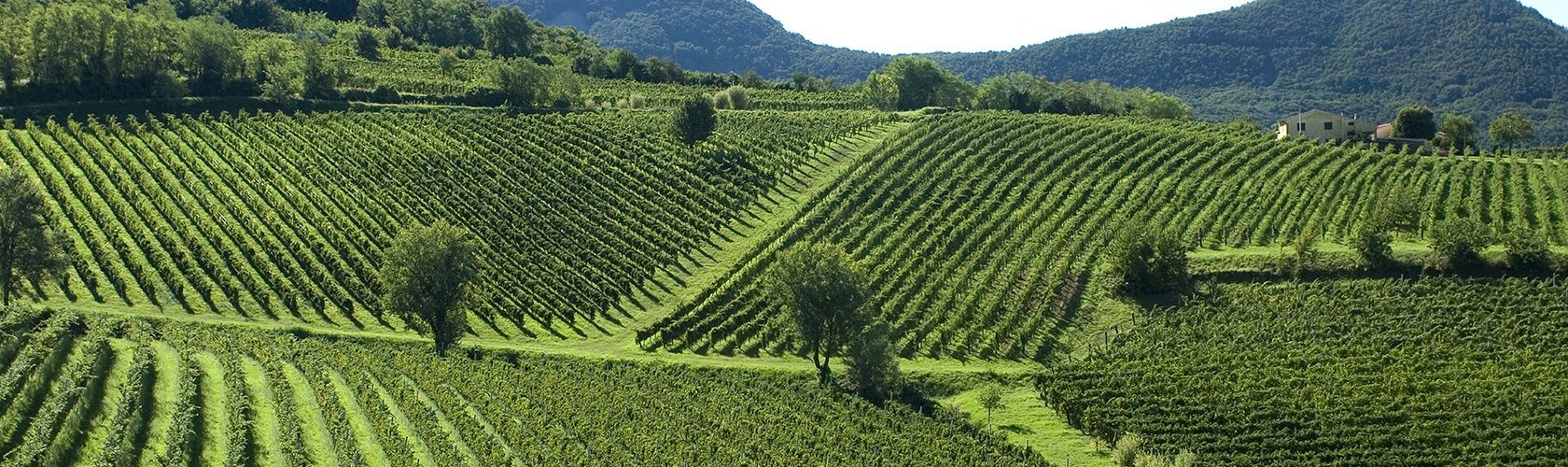 Barbaresco 2015 de Gaja é um dos hot wines da Wine Spectator