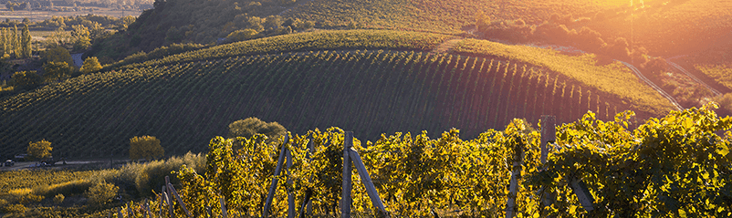 Bolgheri e Etna: os vinhos italianos mais comentados do momento