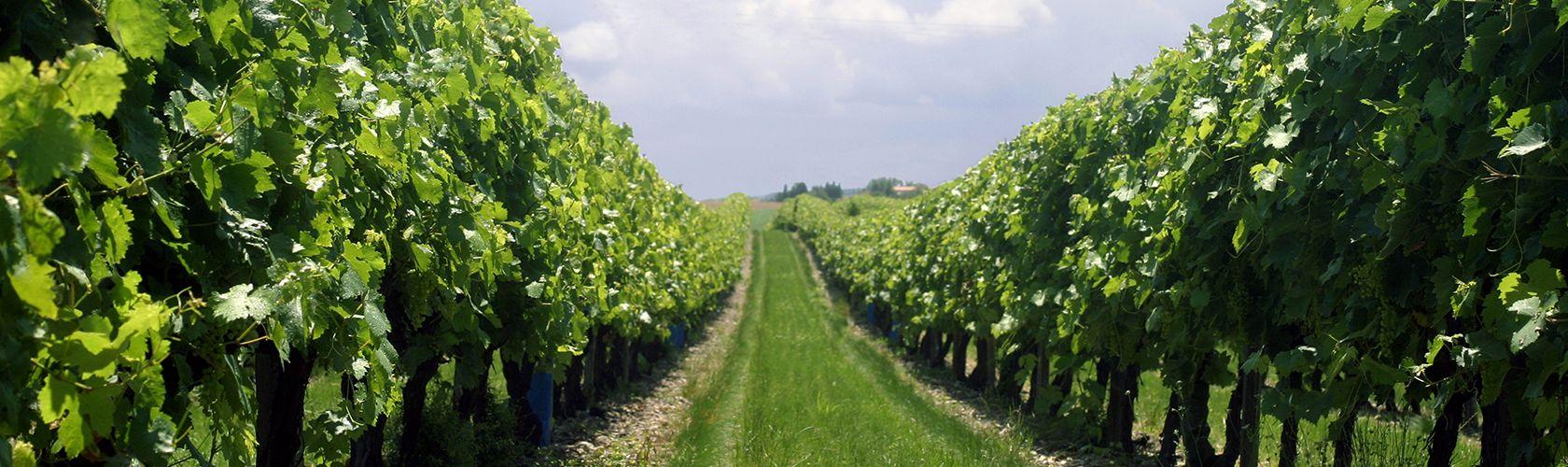 Clos de Vougeot Grand Cru de Drouhin recebe notas excelentes