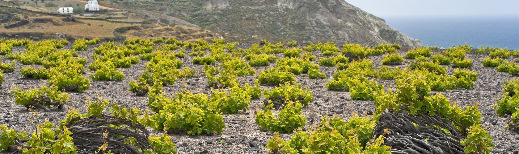Vinhos para sair do lugar comum