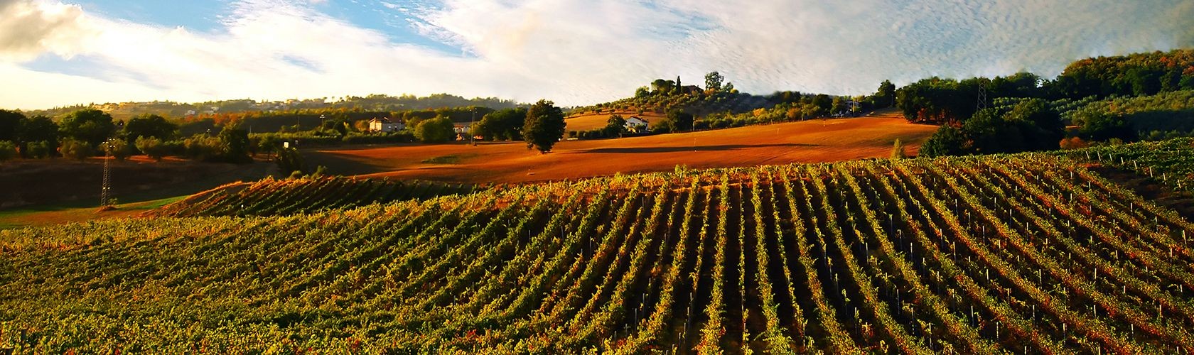 Irpinia Lacrimarosa é o segundo melhor rosé do mundo