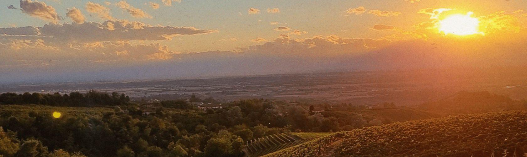 Dosio, vinhos piemonteses de ótima tipicidade e fáceis de gostar!