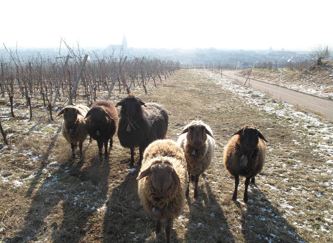 Domaine Marcel Deiss